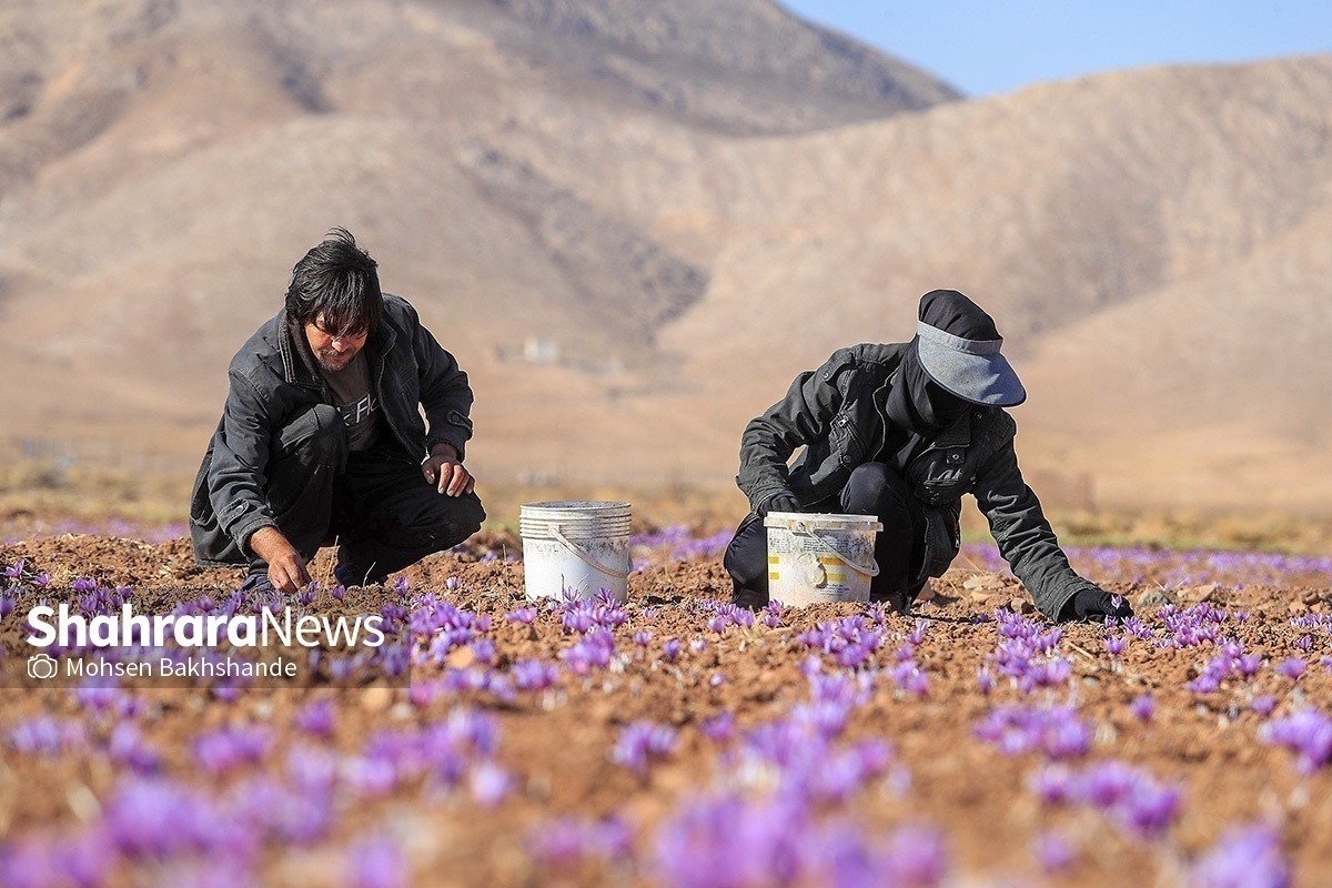 خراسان رضوی تولیدکننده ۷۰ درصد زعفران کشور | صادرات ۱۲۰ تن زعفران از استان