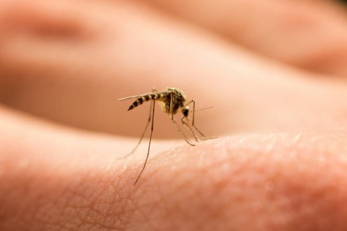 نخستین مورد مثبت مالاریا در نیشابور شناسایی شد