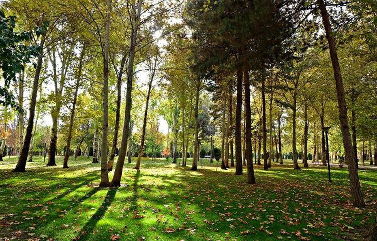 وضعیت نامناسب درختان چنار پارک ملت مشهد در پی کاهش بارش باران