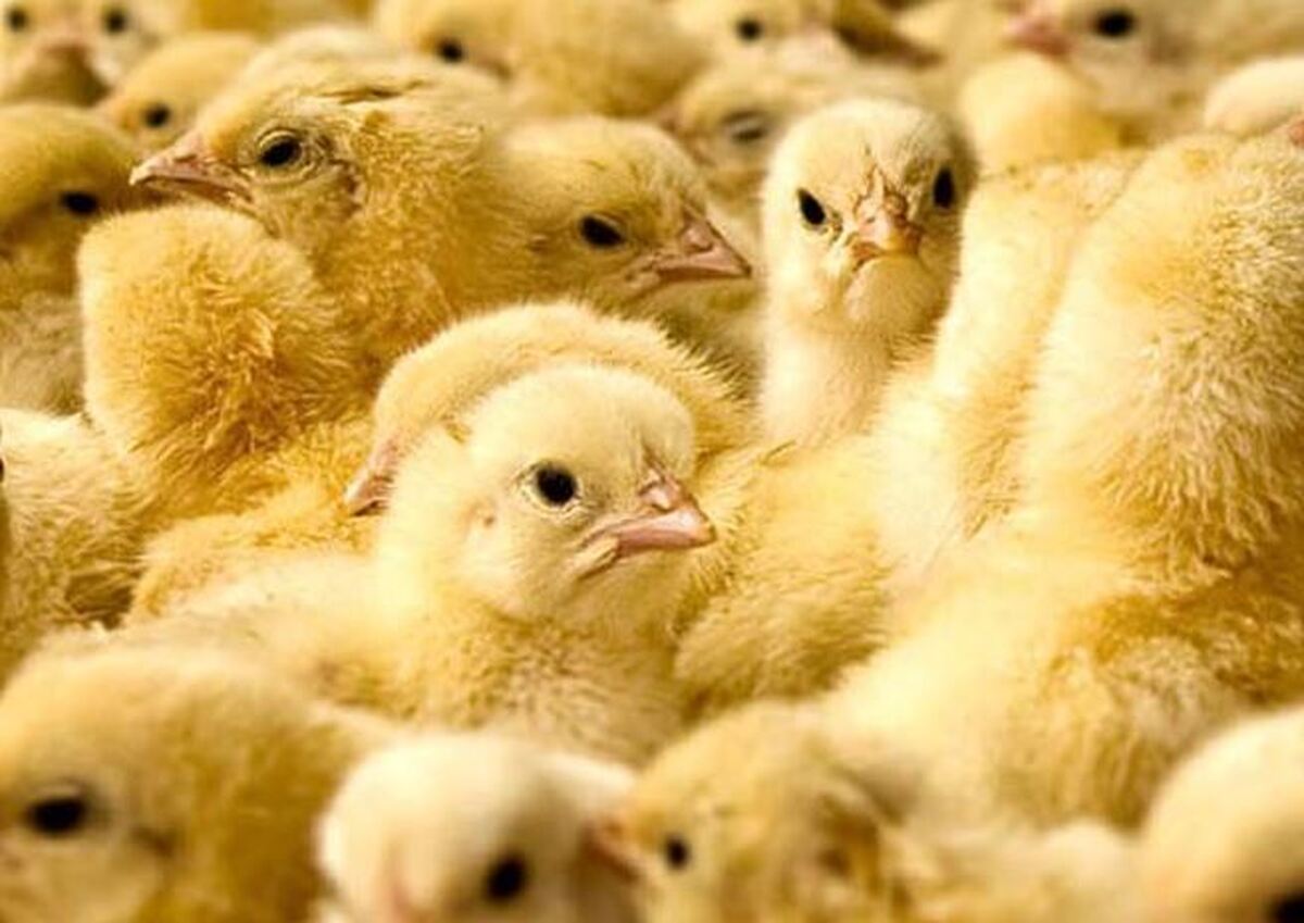 معاون امور دامی جهاد کشاورزی خراسان رضوی: از دهم اردیبهشت عرضه مرغ به بازار افزایش خواهد یافت