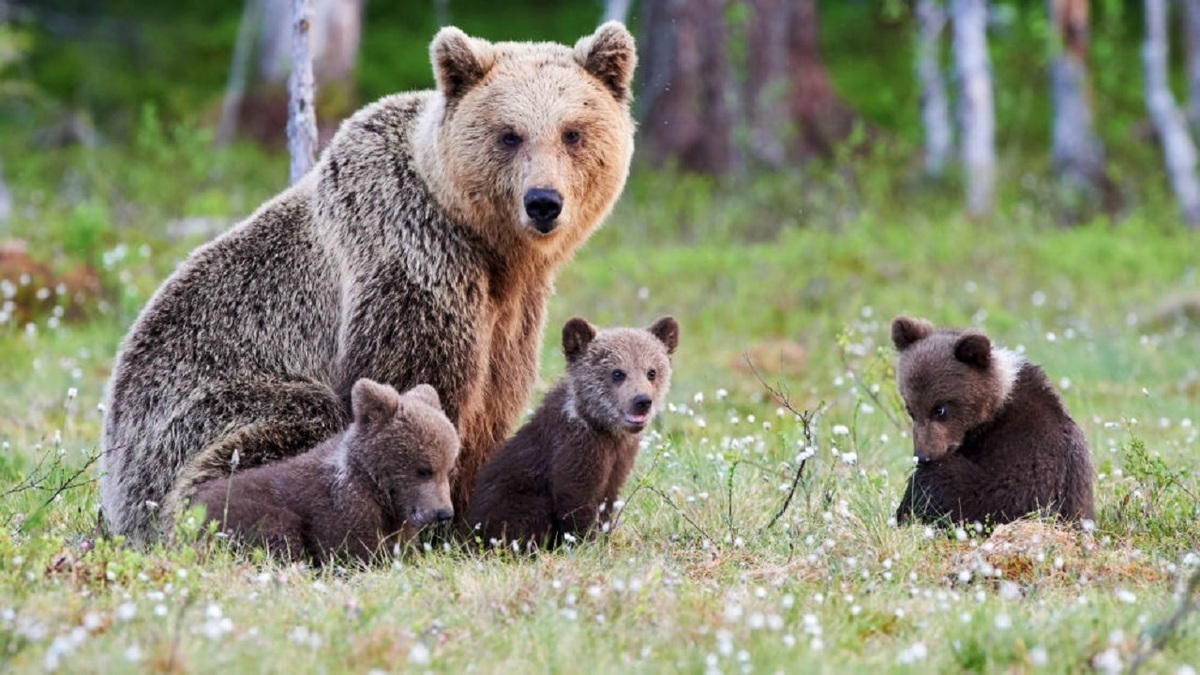 ویدئو| آغوش گرفتن توله‌های خرس توسط مادر