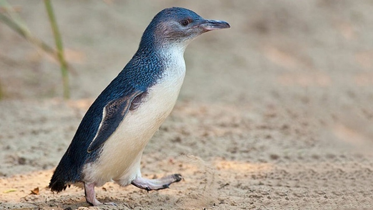 ویدئو| انجام ام‌آر‌آی برای نخستین بار روی یک پنگوئن