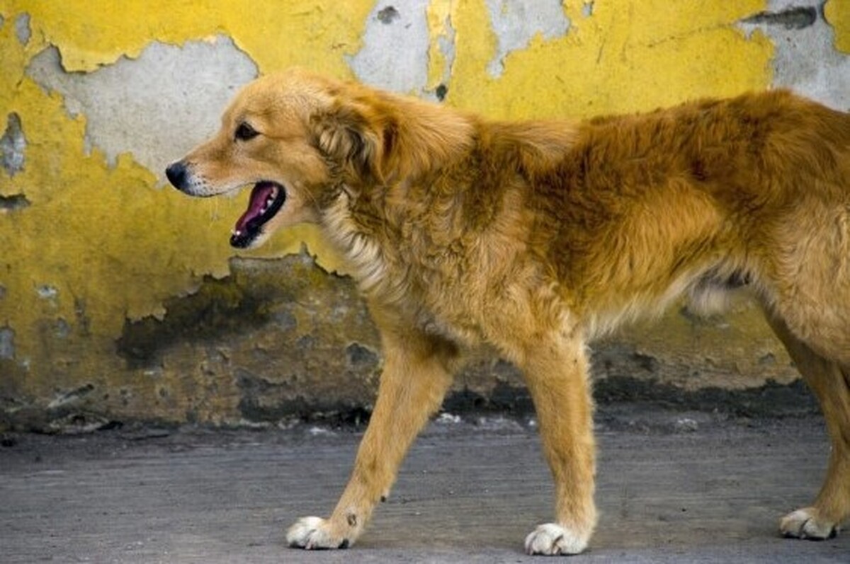 فعال شدن ستاد کنترل جمعیت سگ‌های بلاصاحب در خراسان رضوی ضروری است