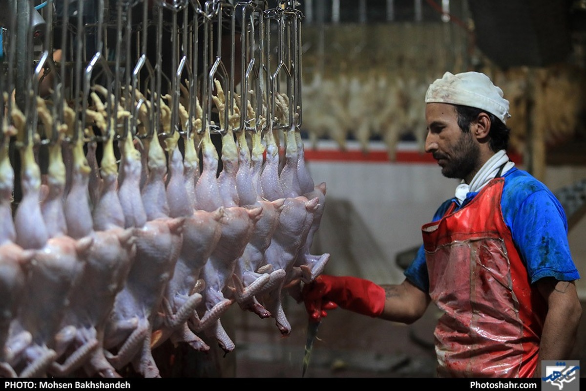 تولید قراردادی گوشت مرغ در خراسان رضوی کلید خورد