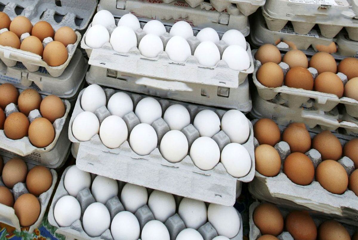 قیمت تخم‌مرغ بسته‌بندی چقدر است؟ (۲۳ خرداد ۱۴۰۲)