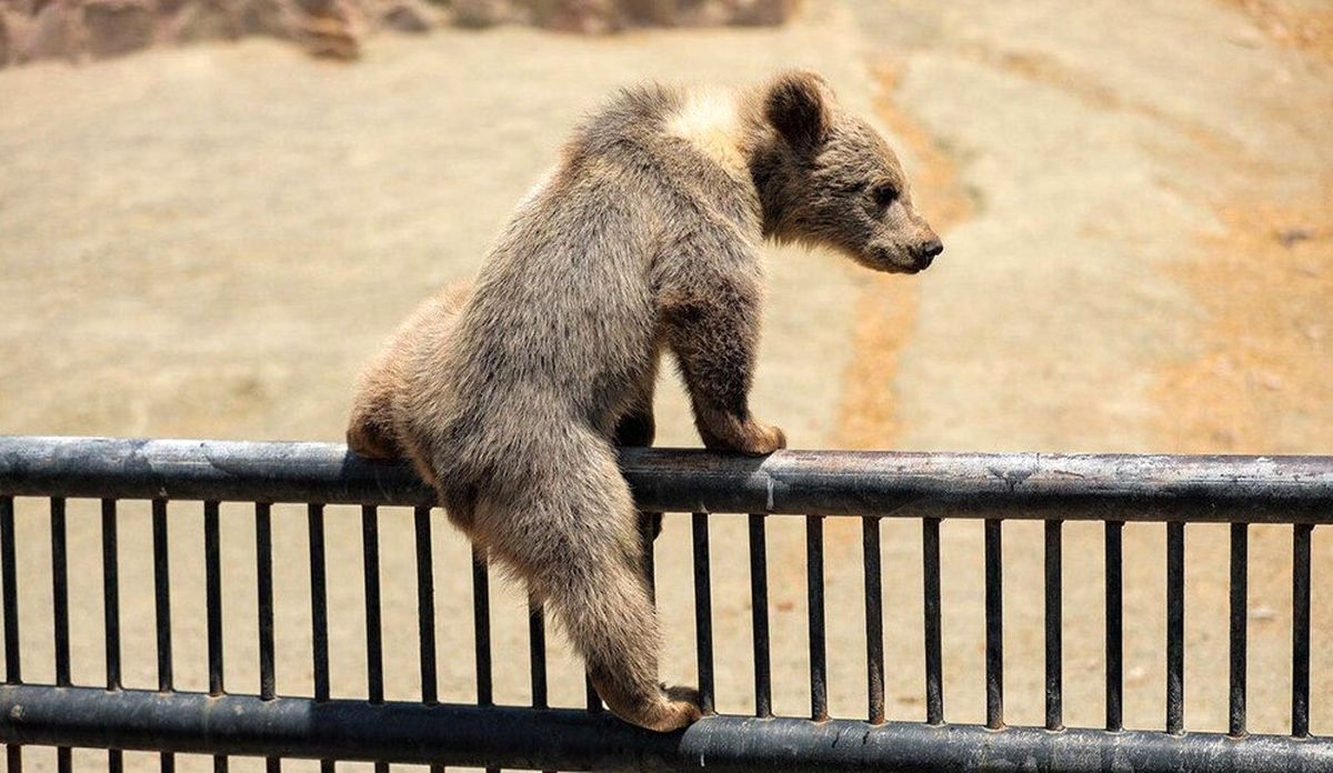 ویدئو | بیرون آمدن خرس‌های قهوه‌ای باغ وحش قزوین از قفس