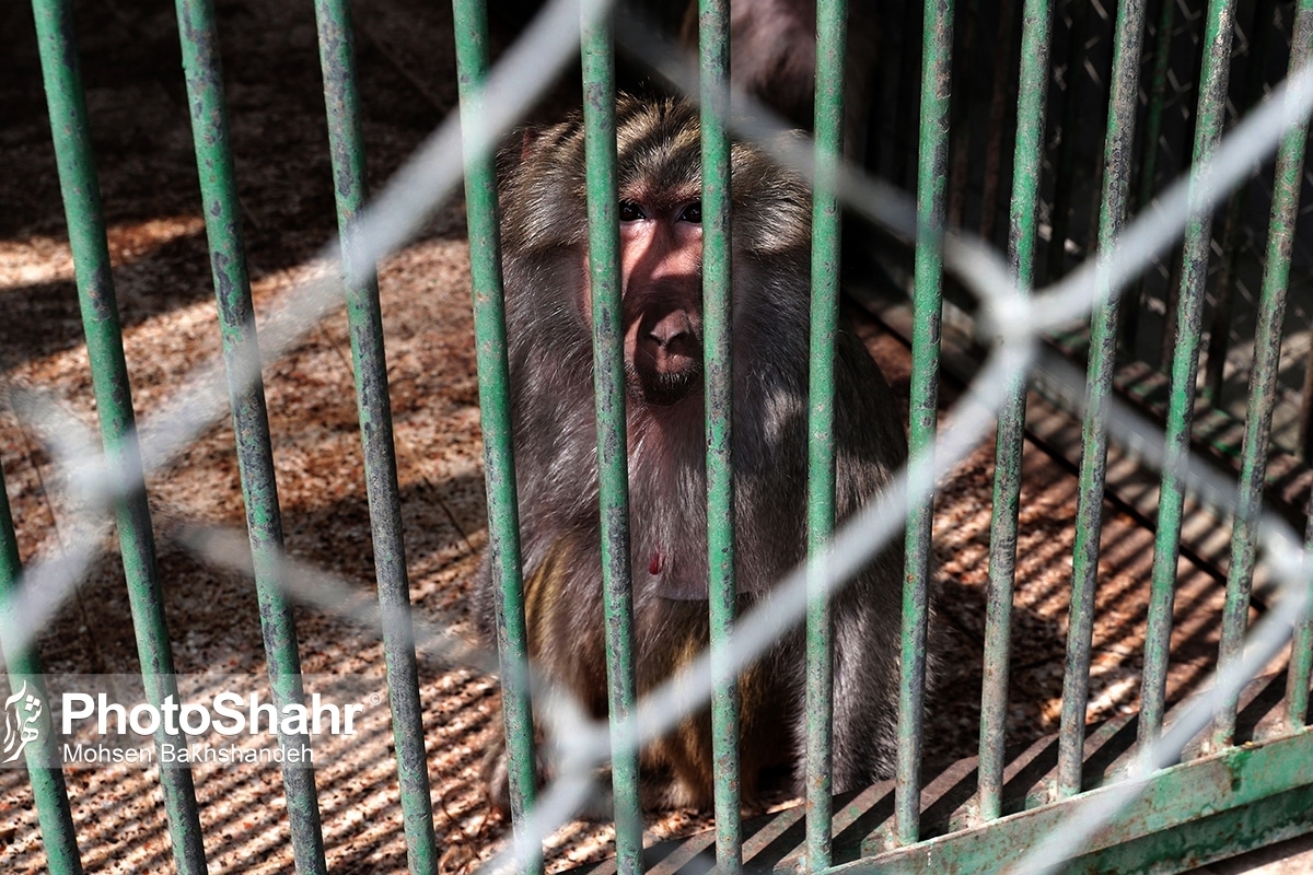 اداره‌کل محیط زیست خراسان رضوی سومین قلاده میمون را هم در مشهد کشف کرد
