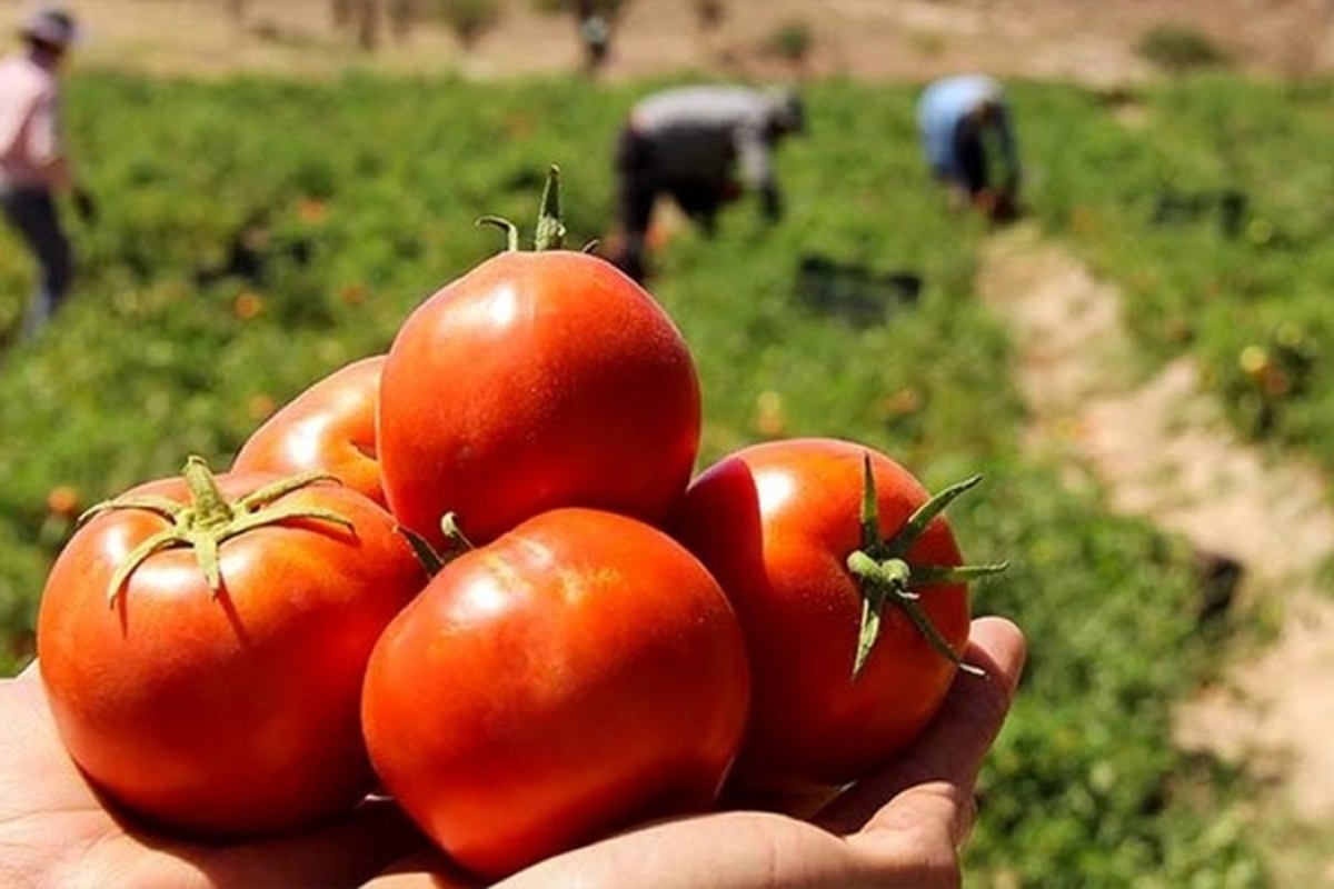 ویدئو | گوجه و لیمو روی دست کشاورزان ماند