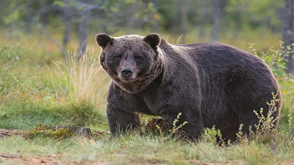 ویدئو| مرگ یک خرس با شلیگ گلوله در سوادکوه