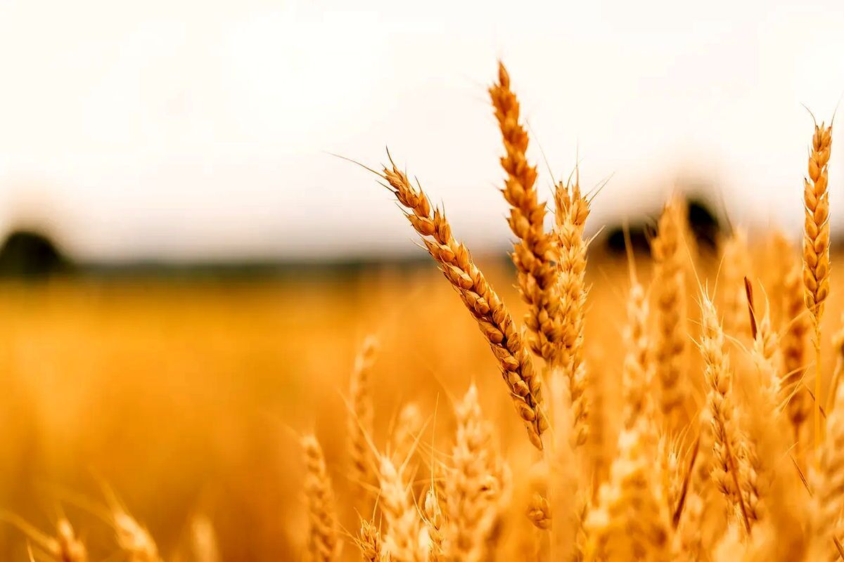 خرید تضمینی گندم امسال در خراسان رضوی ۱۶ درصد رشد دارد 