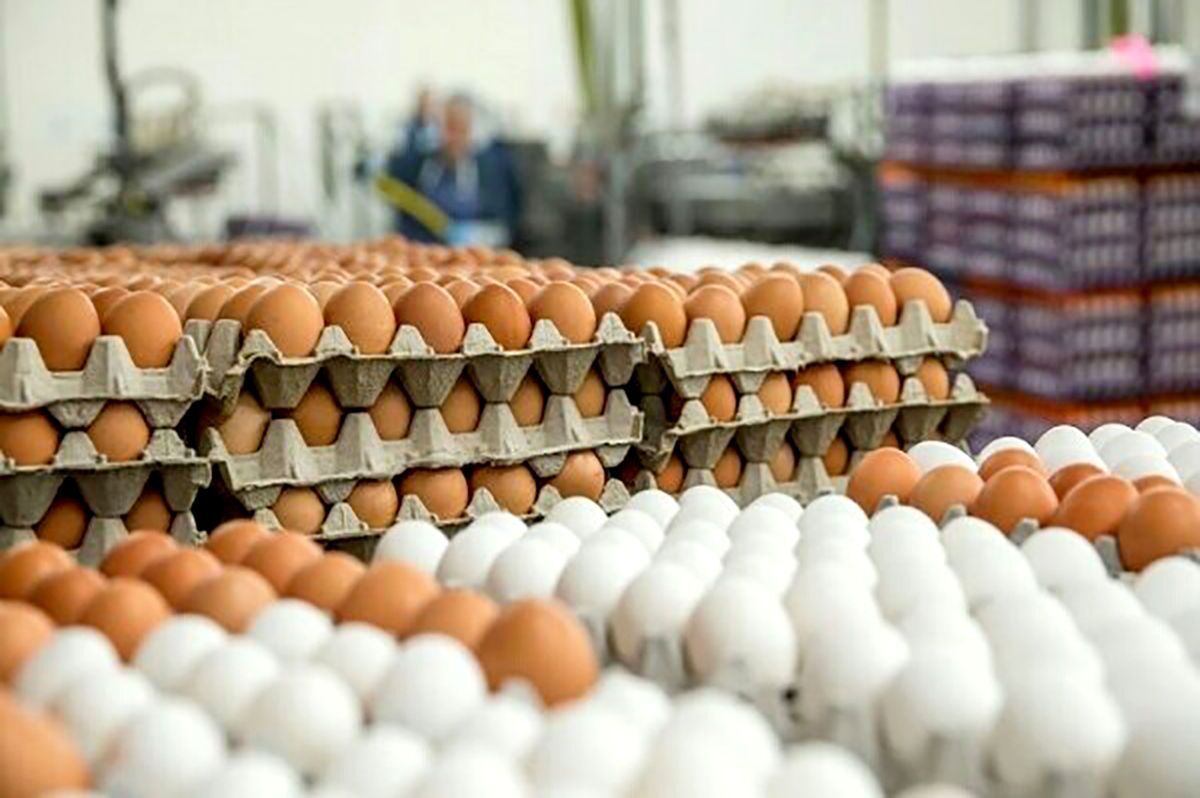 صادرات ۶۰ هزار تن تخم‌مرغ طی سال جاری