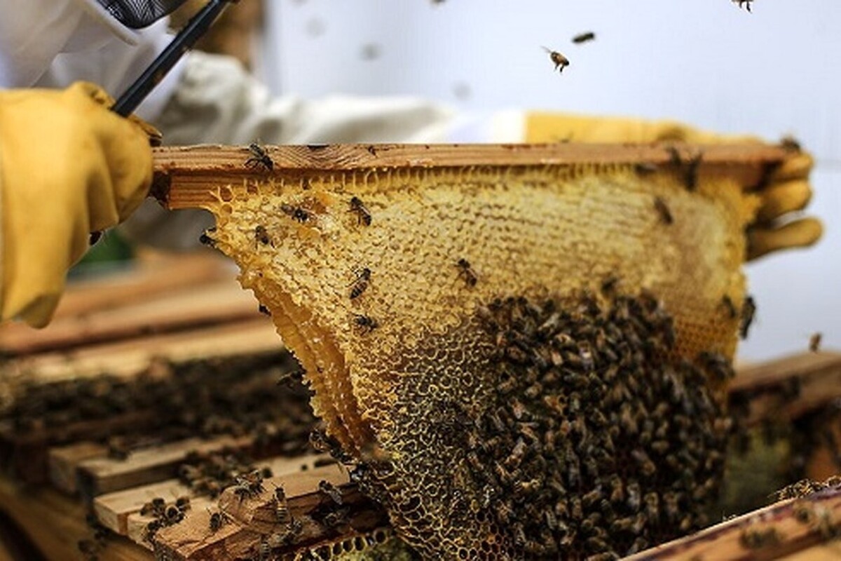 ویدئو| هجوم گسترده زنبورها به شهر نیویورک