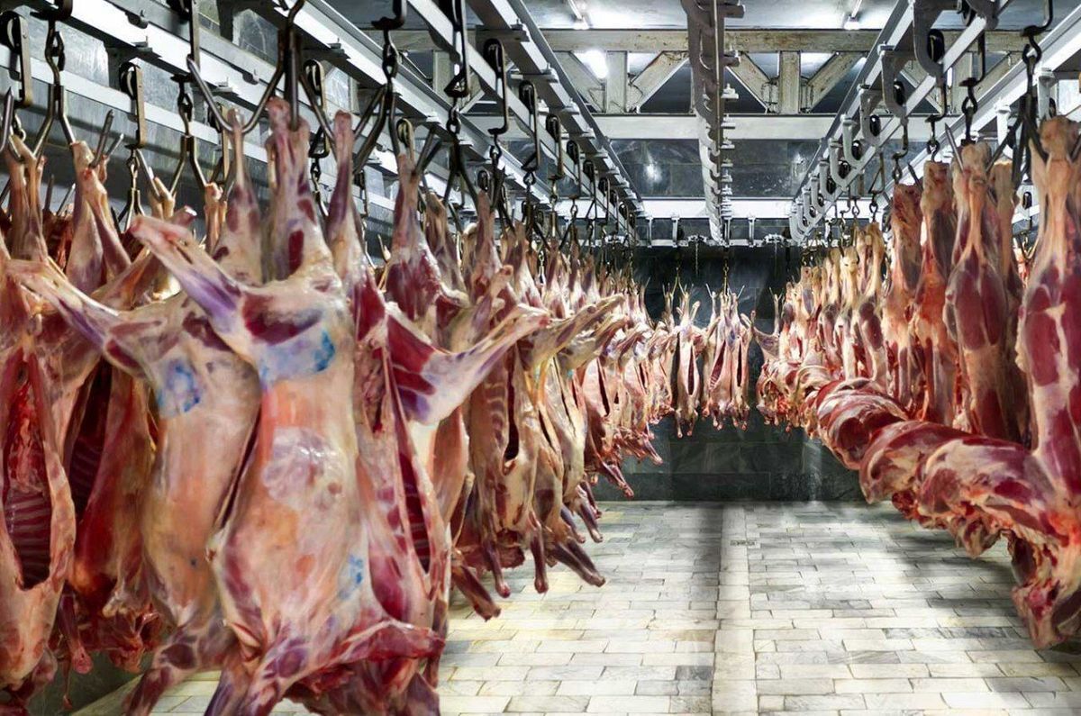 از واردات گوشت چه خبر؟