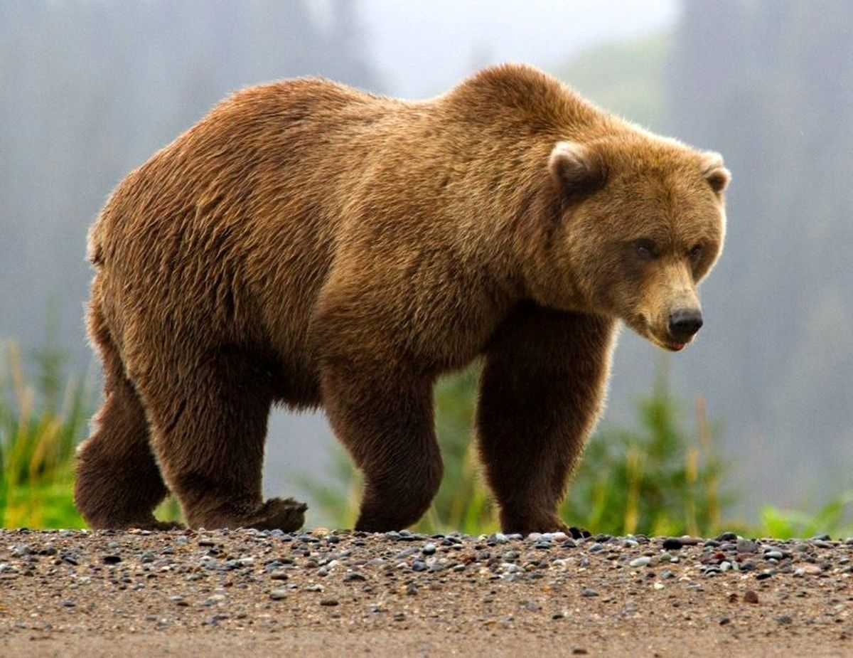 ویدئو| حمله خرس‌ها به چادر کوهنوردان