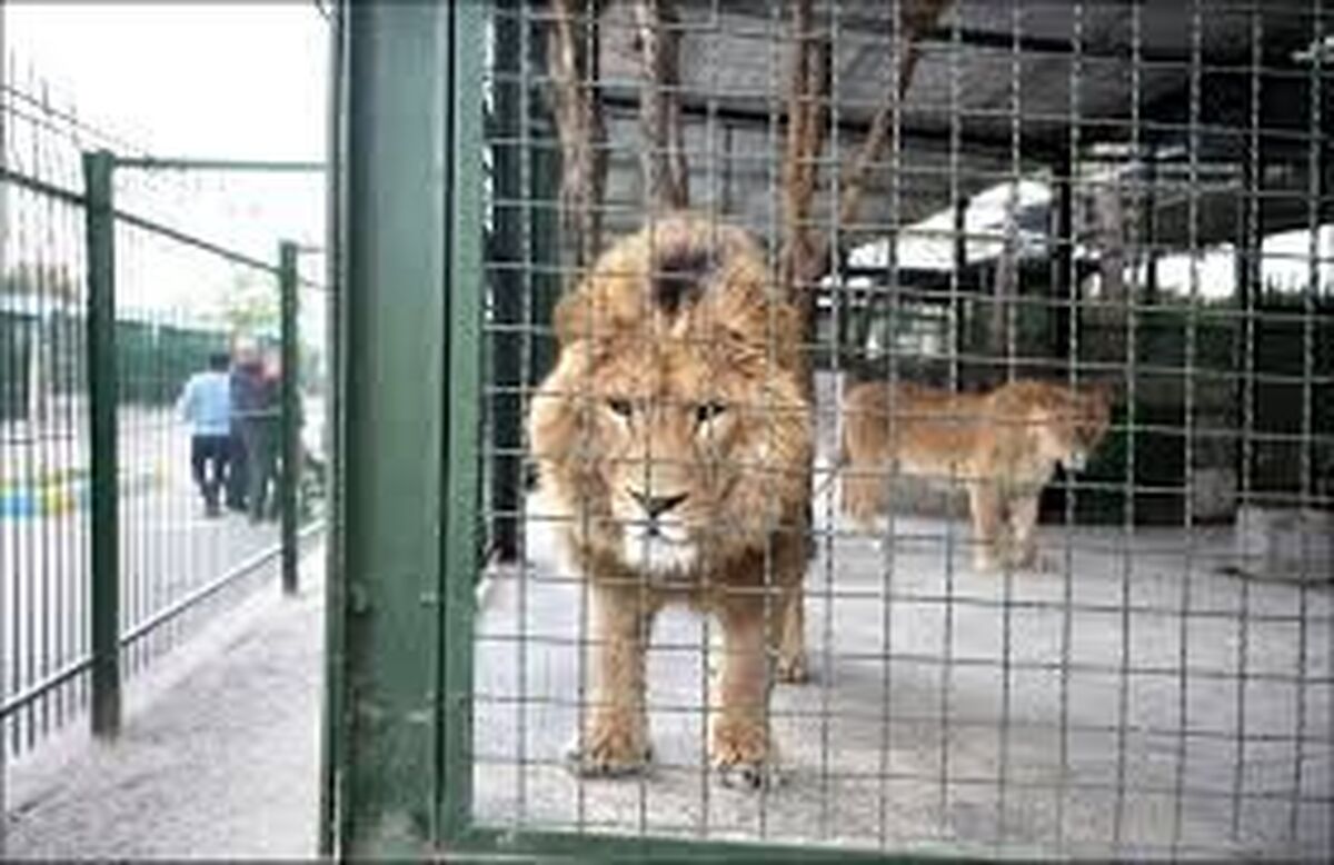آخرین وضعیت «گربه‌سانان» باغ وحش مشهد (۱۸ مهر ۱۴۰۲)