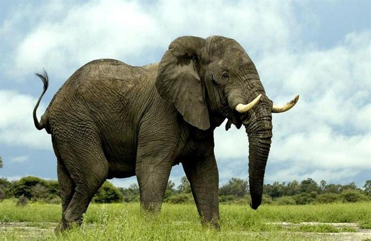 ویدئو| فیل‌های باهوش و عبورِ ایمن از سیم‌خاردارهای برق‌دار