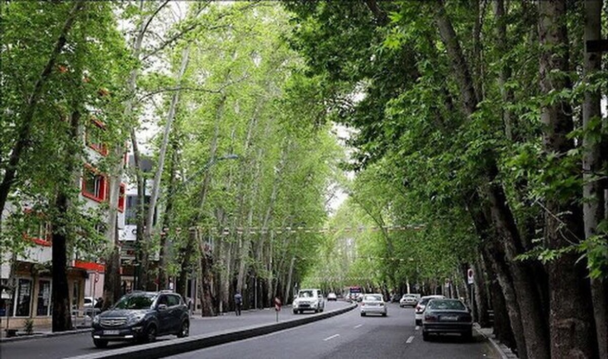 درختان مشهدی در خیابان ولیعصر تهران کاشته می‌شوند