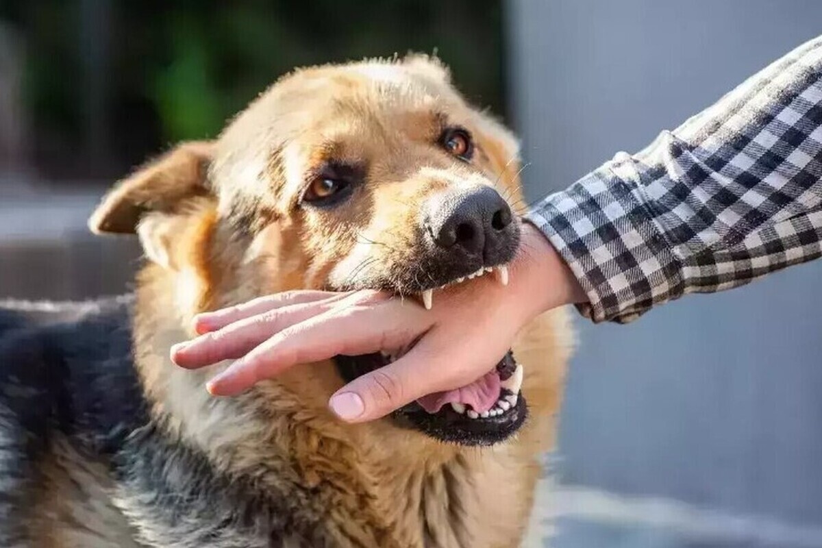 امسال ۷۸۴ مصدوم گازگرفتگی سگ معاینه شدند | خراسان رضوی رتبه نخست مراجعات به پزشکی قانونی