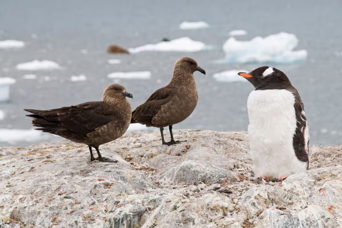 آنفولانزای پرندگان برای اولین‌بار به قطب جنوب رسید