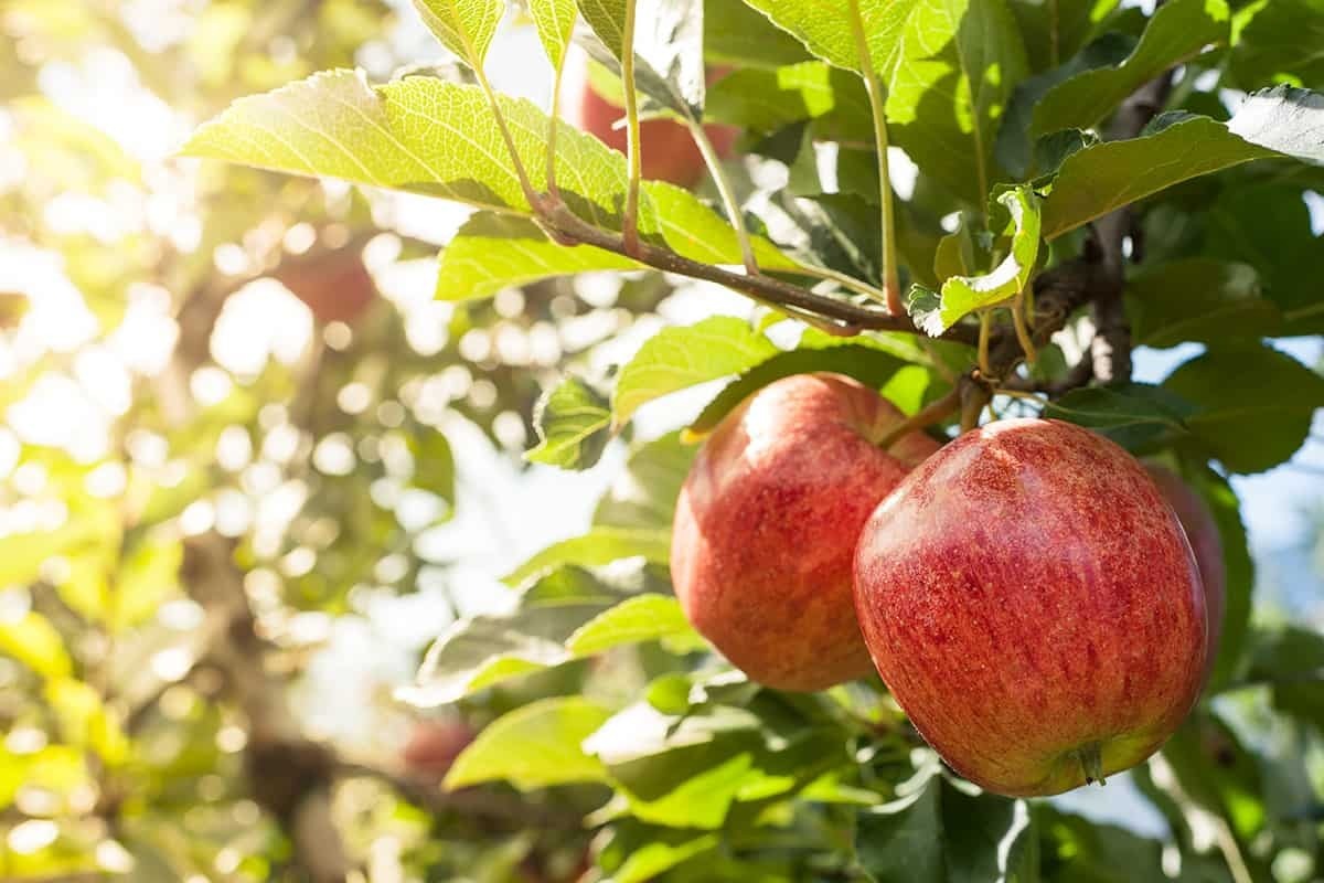 ویدئو| جمع‌آوری سیب زیر درختی در مراغه