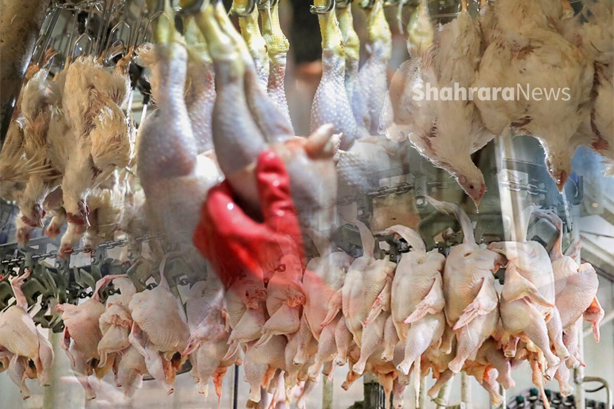 رئیس اداره نظارت جهادکشاورزی مشهد: کمبودی برای توزیع مرغ در بازار مشهد نداریم (۱۳ آذر ۱۴۰۲)