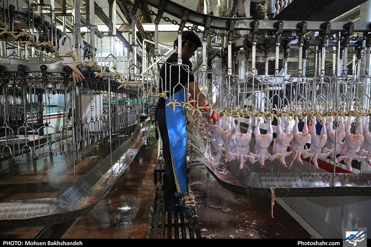 افزایش قیمت مرغ در بازار مشهد تایید شد | مرغ کیلویی ۸۵ هزارتومان! (۱۳ آذر ۱۴۰۲)