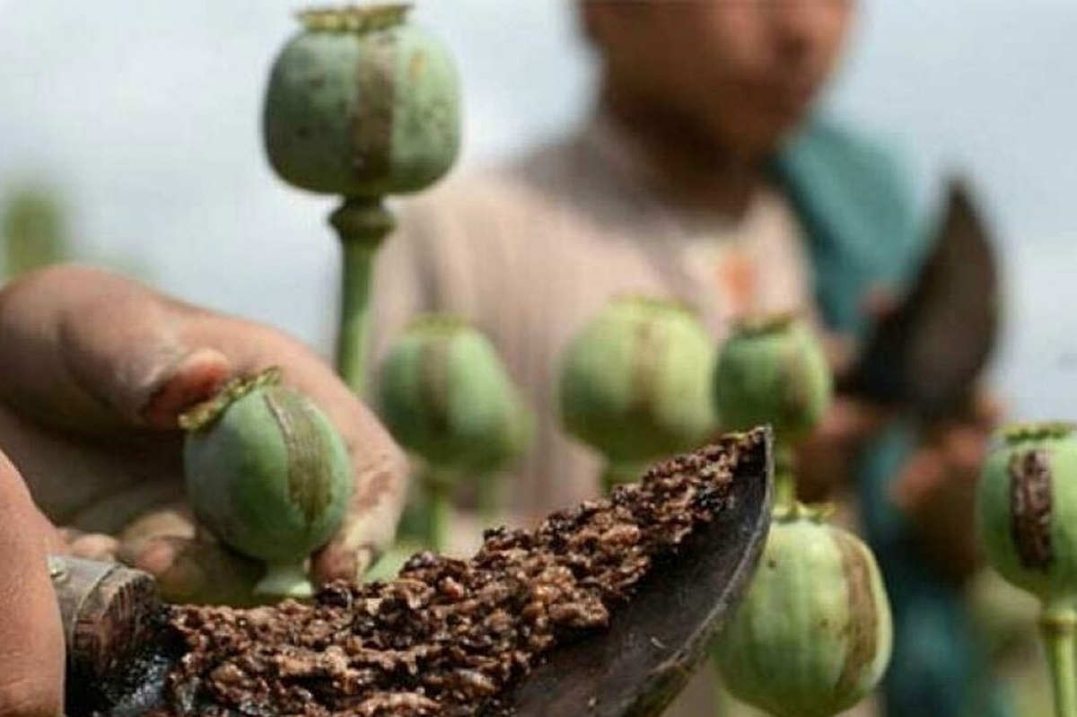 میانمار در تولید تریاک از افغانستان پیشی گرفت
