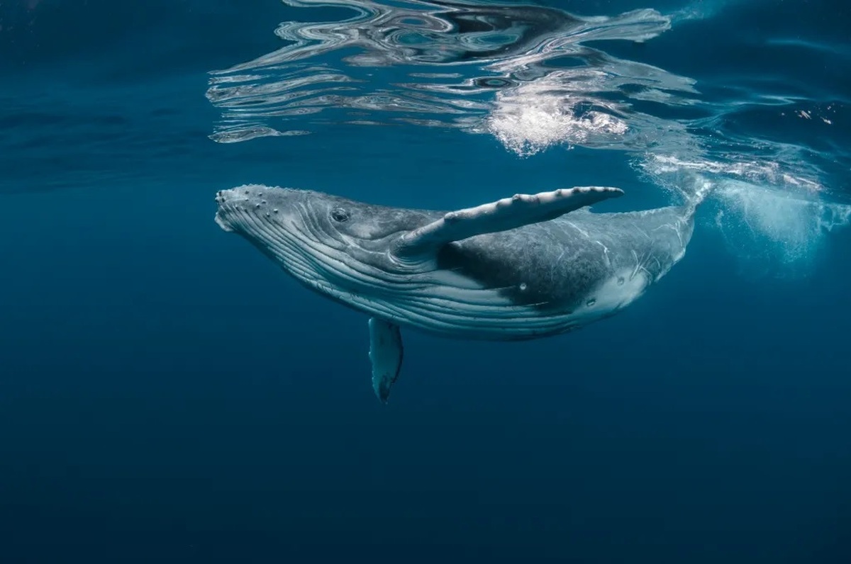 دانشمندان برای اولین‌بار ۲۰ دقیقه با یک نهنگ گفتگو کردند
