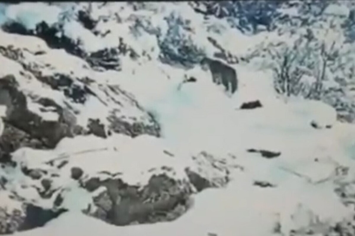 ویدئو | مشاهدۀ یک پلنگ ماده و توله‌اش در ارتفاعات برفی گیلان (۱۴ فروردین ۱۴۰۳)