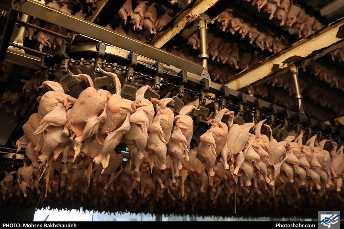 تولید ۱۸ هزار و ۶۶۱ تن گوشت مرغ در خراسان رضوی طی حدود یک ماه
