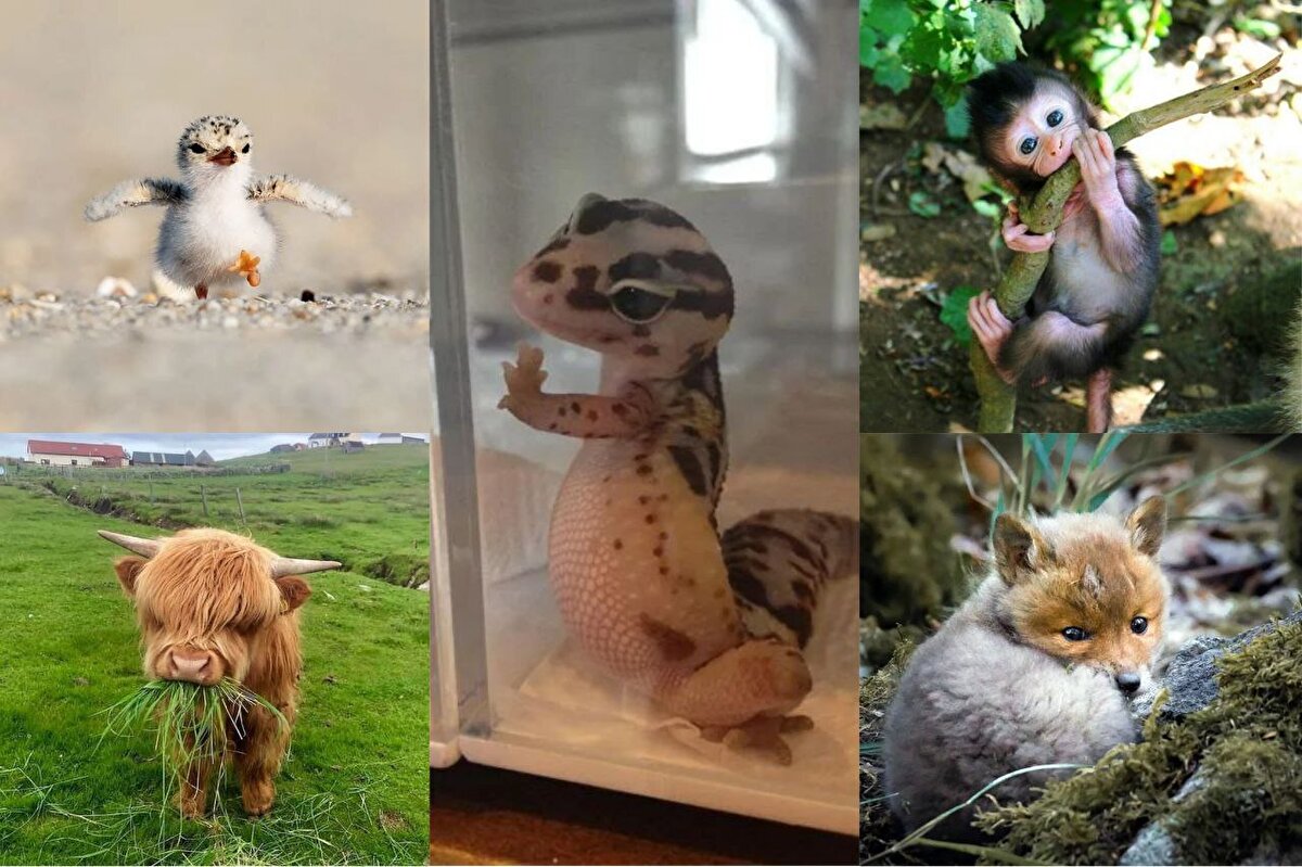 تصاویری از بچه‌های دوست‌داشتنی و بامزه‌ی حیوانات