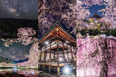 تصاویری از ژاپن، کشور شکوفه‌های گیلاس