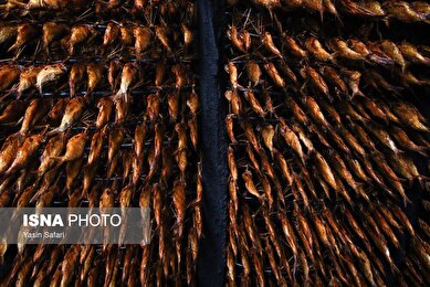 عکس‌هایی از ماهی‌های دودخانه - بندر انزلی