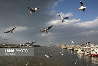 ایران زیباست | پرندگان مهاجر دریای خزر