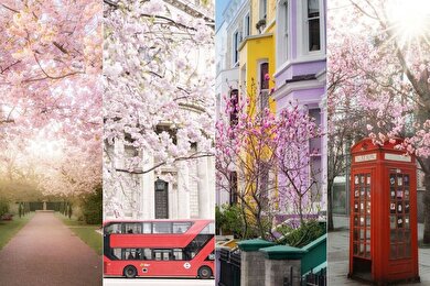 تصاویری از بهار خیره‌کننده لندن | روح صورتی