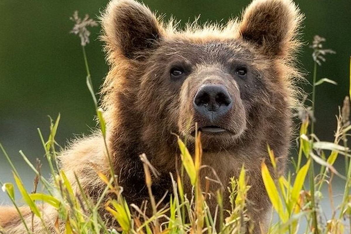 ویدئو | بازی‌گوشی توله خرس قهوه‌ای مقابل دوربین تله‌ای در جنگل رامسر